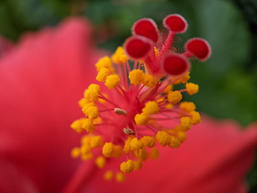 赤い花の接写